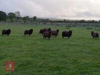 9 MIXED AGE DUTCH SPOTTED GRADE 4 EWES - BIDS PER LIFE - 3