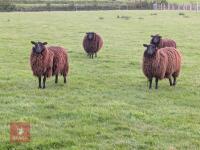 9 MIXED AGE DUTCH SPOTTED GRADE 4 EWES - BIDS PER LIFE - 4