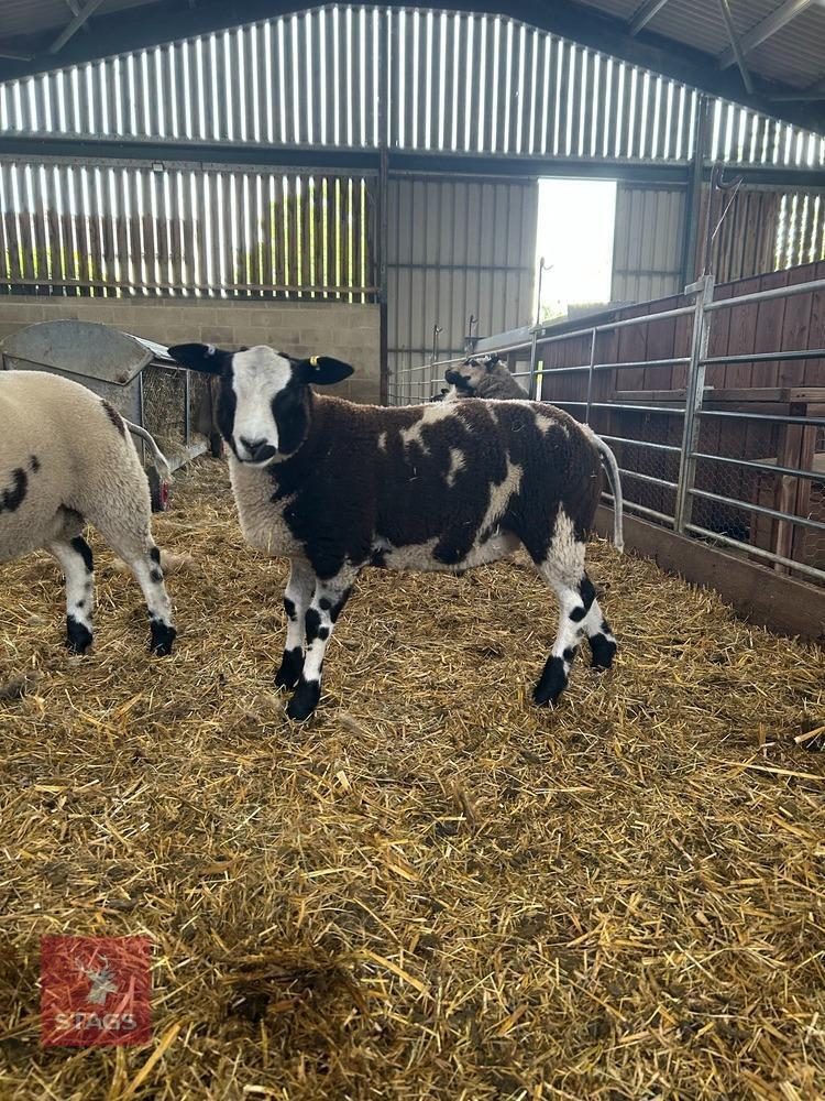 3MO PEDIGREE DUTCH SPOTTED RAM LAMB