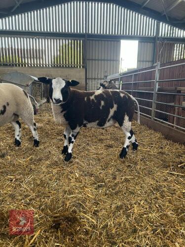 3MO PEDIGREE DUTCH SPOTTED RAM LAMB