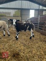 3MO PEDIGREE DUTCH SPOTTED RAM LAMB