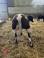 3MO PEDIGREE DUTCH SPOTTED RAM LAMB - 2