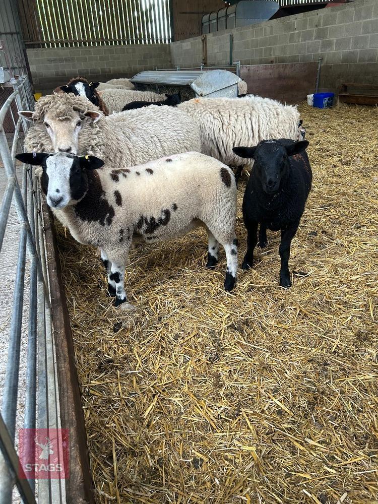 3MO PEDIGREE DUTCH SPOTTED RAM LAMB