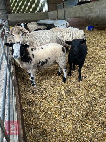 3MO PEDIGREE DUTCH SPOTTED RAM LAMB