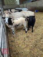 3MO PEDIGREE DUTCH SPOTTED RAM LAMB