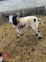 3MO PEDIGREE DUTCH SPOTTED RAM LAMB - 2