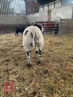 3MO PEDIGREE DUTCH SPOTTED RAM LAMB - 3