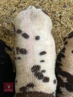 3MO PEDIGREE DUTCH SPOTTED RAM LAMB - 4