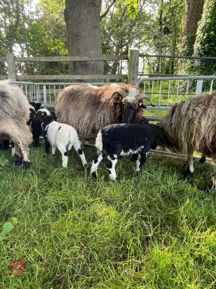 4 VALAIS X JACOB FM EWES & 9 LAMBS - BIDS PER LIFE