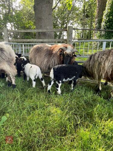4 VALAIS X JACOB FM EWES & 9 LAMBS - BIDS PER LIFE