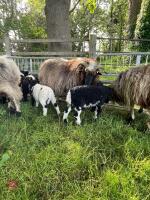 4 VALAIS X JACOB FM EWES & 9 LAMBS - BIDS PER LIFE