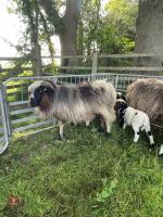 4 VALAIS X JACOB FM EWES & 9 LAMBS - BIDS PER LIFE - 2