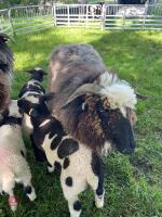 4 VALAIS X JACOB FM EWES & 9 LAMBS - BIDS PER LIFE - 3