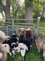 4 VALAIS X JACOB FM EWES & 9 LAMBS - BIDS PER LIFE - 4