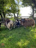 4 DUTCH SPOTTED X JACOB 2T EWES & 5 LAMBS - BIDS PER LIFE