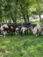 4 DUTCH SPOTTED X JACOB 2T EWES & 5 LAMBS - BIDS PER LIFE - 3