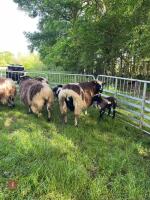 4 DUTCH SPOTTED X JACOB 2T EWES & 5 LAMBS - BIDS PER LIFE - 5
