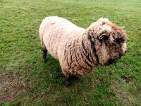 2YO COLOURED RYELAND RAM - 2