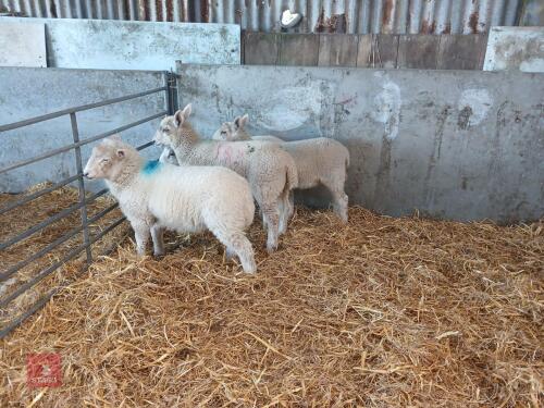 4 MIXED BREED ORPHAN LAMBS - BIDS PER LIFE