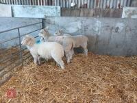 4 MIXED BREED ORPHAN LAMBS - BIDS PER LIFE