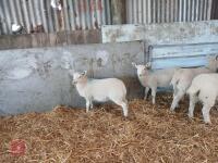 4 MIXED BREED ORPHAN LAMBS - BIDS PER LIFE - 2