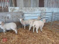 4 MIXED BREED ORPHAN LAMBS - BIDS PER LIFE - 3