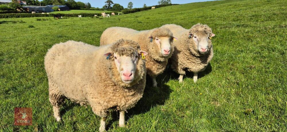 3 X 2T POLL DORSET RAMS - BIDS PER LIFE