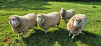3 X 2T POLL DORSET RAMS - BIDS PER LIFE - 2