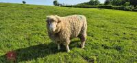 3 X 2T POLL DORSET RAMS - BIDS PER LIFE - 5