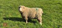 3 X 2T POLL DORSET RAMS - BIDS PER LIFE - 6