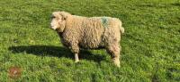 3 X 2T POLL DORSET RAMS - BIDS PER LIFE - 7