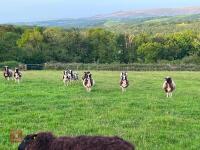 10 FLOCK AGE JACOB EWES - BIDS PER LIFE - 7