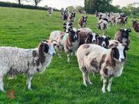 10 FLOCK AGE JACOB EWES - BIDS PER LIFE - 9