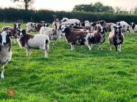 10 FLOCK AGE JACOB EWES - BIDS PER LIFE - 4