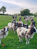 10 FLOCK AGE JACOB EWES - BIDS PER LIFE - 12