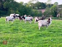 10 FLOCK AGE JACOB EWES - BIDS PER LIFE - 13