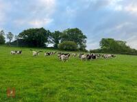 10 FLOCK AGE JACOB EWES - BIDS PER LIFE - 14