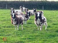 10 FLOCK AGE JACOB EWES - BIDS PER LIFE