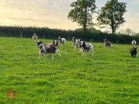 10 FLOCK AGE JACOB EWES - BIDS PER LIFE - 2