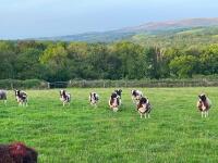 10 FLOCK AGE JACOB EWES - BIDS PER LIFE - 3
