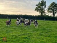 10 FLOCK AGE JACOB EWES - BIDS PER LIFE - 5