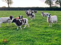 10 FLOCK AGE JACOB EWES - BIDS PER LIFE - 6