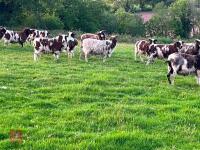 10 FLOCK AGE JACOB EWES - BIDS PER LIFE - 8