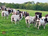 10 FLOCK AGE JACOB EWES - BIDS PER LIFE - 10
