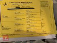 4YO PEDIGREE JACOB RAM - 2