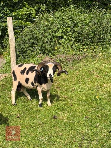 6YO PEDIGREE JACOB RAM
