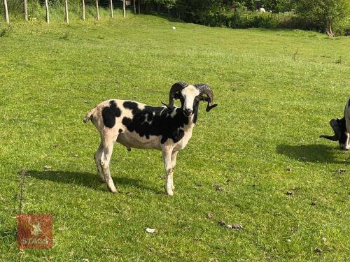 2YO PEDIGREE JACOB RAM