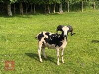2YO PEDIGREE JACOB RAM - 2