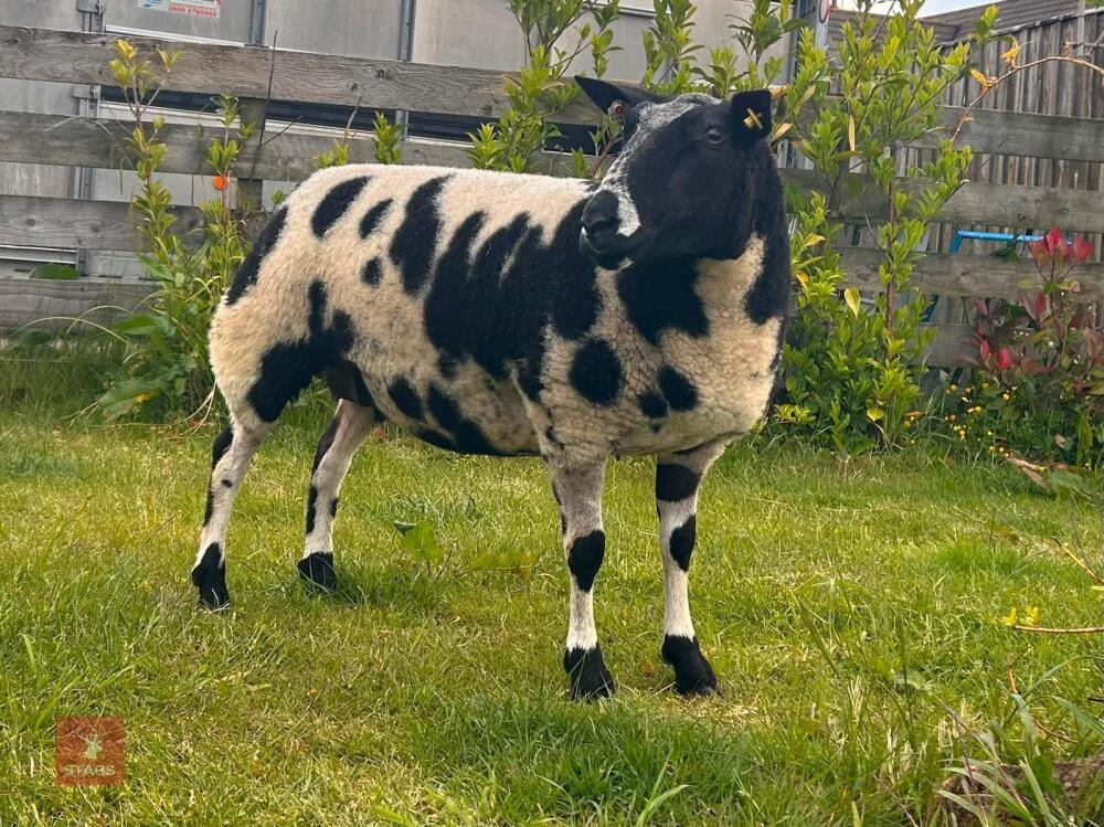 PEDIGREE DUTCH SPOTTED SHEARLING EWE