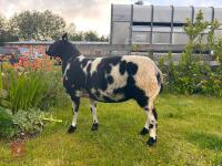 PEDIGREE DUTCH SPOTTED SHEARLING EWE - 2